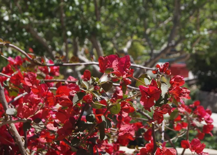 Les Jardins De Santa Giulia - Charmante Dhte 3*